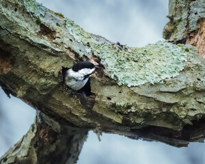 A small bird peeks out from a hole in a moss-covered tree branch. The scene captures the serene and natural setting of a woodland environment..