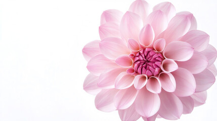 Aufkleber - Pink dahlia flower blossoming, delicate layered petals spreading wide, luminous bloom standing out against pristine white background