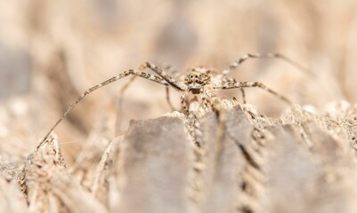 Spider with long legs on a textured surface