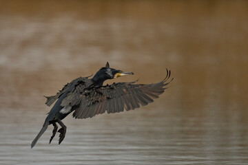 Wall Mural - Cormorant (Phalacrocorax carbo) coming in. to land on a lagoon on the Somerset Levels in Somerset, United Kingdom.   