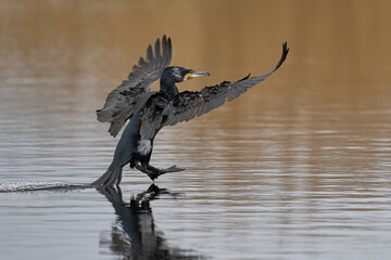 Wall Mural - Cormorant (Phalacrocorax carbo) coming in. to land on a lagoon on the Somerset Levels in Somerset, United Kingdom.   