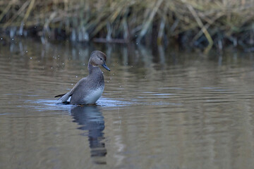 Wall Mural - Male Gadwall (Anas strepera) displaying on a lagoon on the Somerset Levels in Somerset, United Kingdom.      