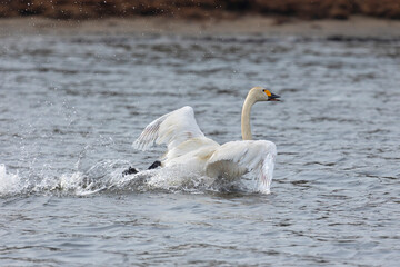 Wall Mural - White swan running on water close up