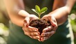 © Dimitar - hands gently cradling vibrant green plant seedling