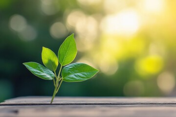 Poster - Green plant sprouts from wooden surface in natural outdoor setting during bright afternoon light. Generative AI