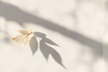 Wall Mural - minimalist leaf shadow on wall