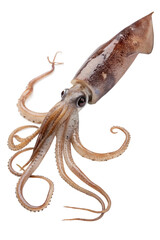 Wall Mural - Squid isolated on the transparent background. Marine creature