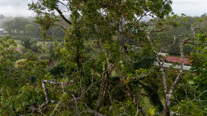 toucan sitting on the branch in the forest, green vegetation, costa rica. nature travel in central a