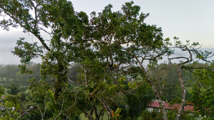 Toucan sitting on the branch in the forest, green vegetation, Costa Rica. Nature travel in central America. Two Keel-billed Toucan, Ramphastos sulfuratus, pair of bird with big bill. Wildlife.