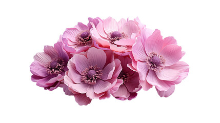 Wall Mural - pink anemone flowers soft pastel bouquet, blooming floral design with detailed petals, isolated on t