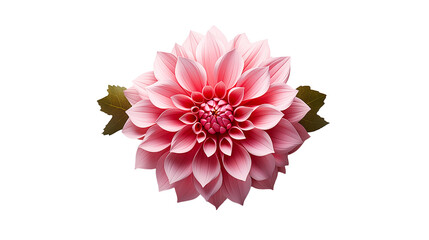 Wall Mural - pink dahlia papercraft botanical floral art, soft rose leaf design for nature themes, isolated on tr