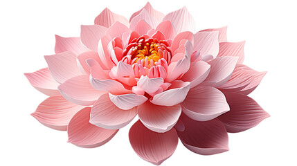 Wall Mural - pink lotus flower detailed soft petals, elegant floral design for botanical displays, isolated on tr