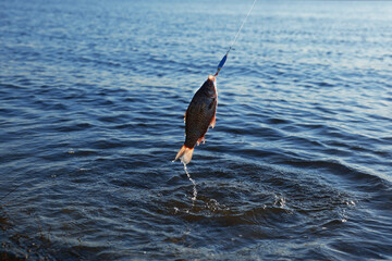 Wall Mural - Catching fish on hook in river. Fishing day