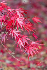 Wall Mural - Close up of autumn leaves on a Japanese maple (acer palmatum) tree