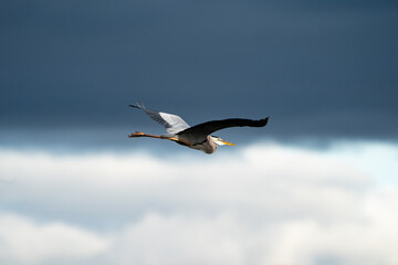 Wall Mural - Great Blue Heron flying through the sky.