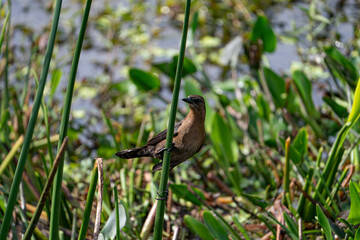 Wall Mural - Boat-tailed Grackle on a plant.