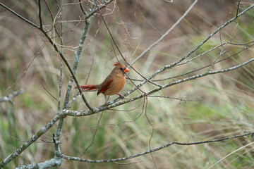 Wall Mural - Female Northern Cardinal perched on a branch.