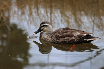 Poster - duck