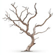 © LofiCat - Bare Dry Tree with Twisted Branches Isolated on White Background