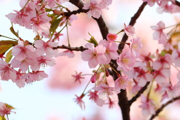 Poster - cherry blossom