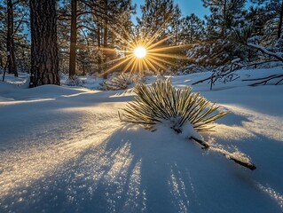 Poster - Sunburst through snow-covered pine forest with a single pine branch in the foreground.