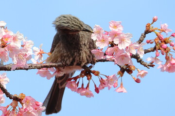 Wall Mural - brown-eared bulbul