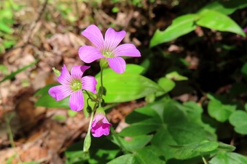 Wall Mural - Pink oxalis flowers in Florida wild, closeup