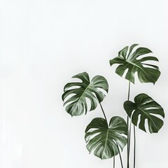 Wall Mural - Tropical leaves against white wall, minimalist home decor