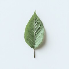 Wall Mural - Single green leaf on white background, minimal nature design, eco concept