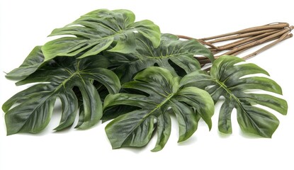 Wall Mural - Artificial Monstera leaves bunch, studio, white background, decor