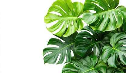 Wall Mural - Lush green Monstera leaves corner border, white background, nature design