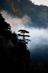 Poster - Solitary Tree on Misty Mountain Cliff