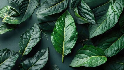 Poster - Different varieties of green leaves arranged on a dark surface creating a natural abstract pattern.