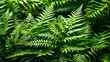 © VRVisionary - Green fern leaves in a lush tropical setting with various textures and shades of green foliage. Natural botanical background.