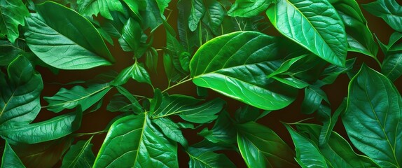 Poster - Green foliage background featuring various fresh leaves in a dense and layered arrangement with vibrant green colors and textures.