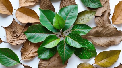 Poster - Arrangement of green and brown leaves on a white background highlighting the contrast between fresh and dried foliage