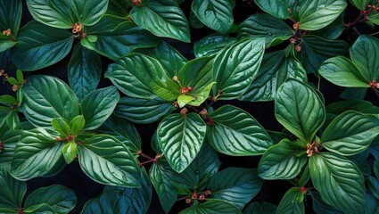 Wall Mural - green foliage with textured leaves and small red flower buds on a dark background in natural light.