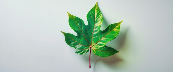 Wall Mural - green leaf with intricate veins placed on a light backdrop showcasing details of its structure and t