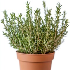 Rosemary plant growing in a terracotta pot