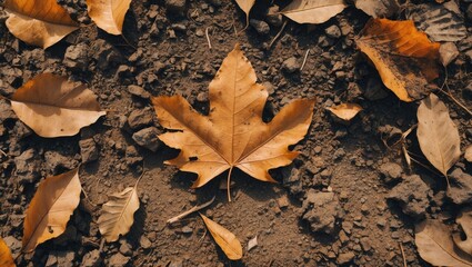 Poster - Autumn leaves on a dirt ground with a prominent maple leaf in the center among scattered foliage in warm hues