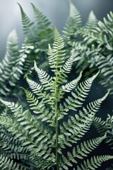 Poster - Close-up of green fern leaves with intricate patterns and soft focus background, showcasing natural texture and detail of foliage.