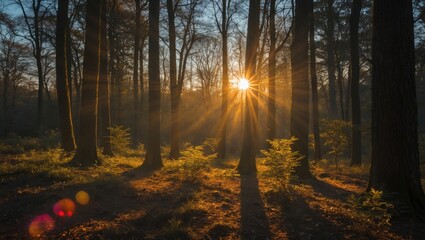 Poster - sunlight filtering through trees in a dense forest during sunrise with dramatic golden rays and soft shadows on the ground