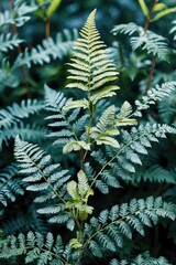 Poster - Green fern leaves in natural forest habitat with varying shades of green and soft-focus background