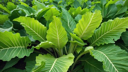 Poster - Large green leaves in a dense arrangement with prominent veins and texture in a natural outdoor setting