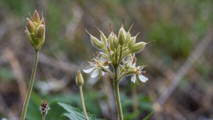Poster - close-up of green flowering plant with white blossoms and budding flowers in natural outdoor setting