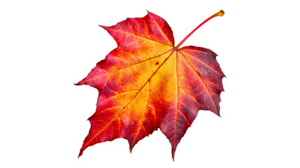 Wall Mural - colorful autumn leaf showcasing vibrant hues