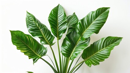 Poster - Large green tropical leaves of a houseplant against a plain white background showcasing their texture and vibrant color