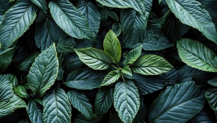 Poster - Assorted green foliage with varying shapes and textures on a dark background.