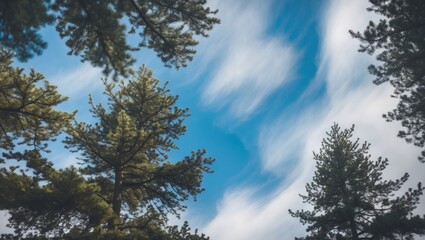 Poster - Pine tree tops against a blue sky with wispy white clouds in a tranquil forest atmosphere