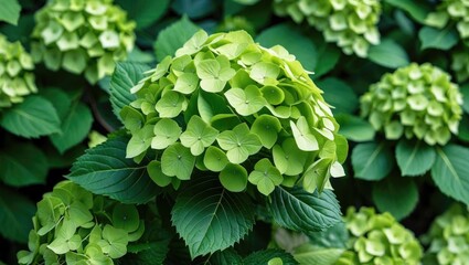 Wall Mural - Lush green hydrangea foliage with intricate close-up details showcasing a vibrant natural pattern of leaves and blossoms.